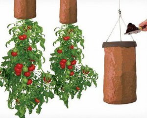 Рослини садять догори корінням