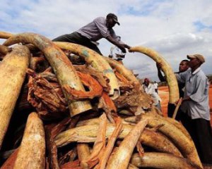 Крупнейший мировой рынок слоновой кости закрывается