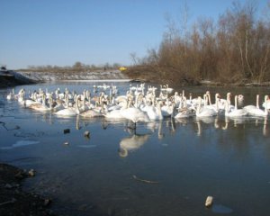 На озере массово погибли лебеди
