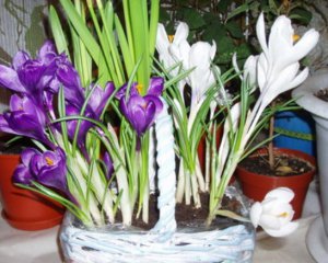 Тюльпаны и крокусы в вазонах зацветут за месяц