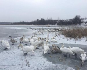 Из-за непогоды замерзают лебеди