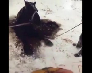 Лошадь спасли из ледяной воды на 25-градусном морозе
