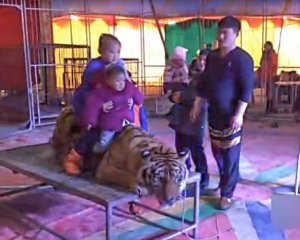 Посетители цирка садились на связанного тигра и фотографировались