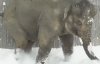 Сотрудники зоопарка сняли забавное видео, как животные реагируют на снег