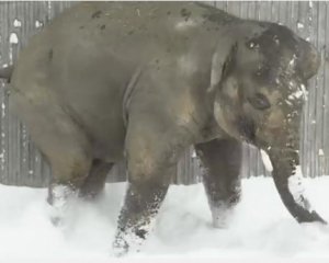 Працівники зоопарку зняли кумедне відео, як тварини реагують на сніг