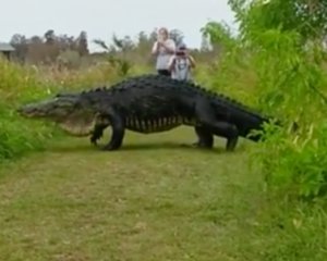 Відео з гігантським алігатором шокувало мережу