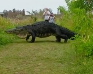 Видео с гигантским аллигатором шокировало сеть