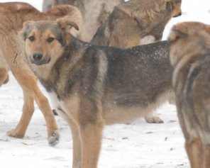 На помойке нашли собак без шкуры