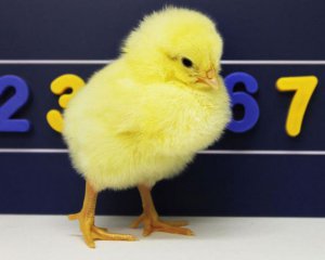 Ученые выяснили, что цыплята умеют считать