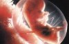 Выяснили, как на эмбрион влияет электронная музыка