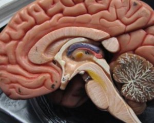 Искусственный мозг позволит изучать болезнь Альцгеймера