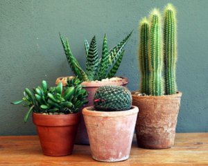 7 самых полезных комнатных растений