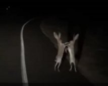 Драка двух зайцев на ночной дороге покоряет сеть