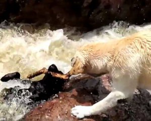 Лабрадор спас друга из бурной реки