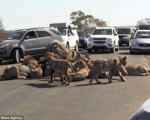 18 львов остановили движение на дороге