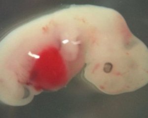 Вчені придумали, як вирощувати в середині тварин людські органи