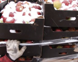 60 т польських яблук знищили у Росії