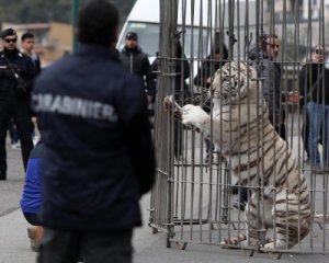 Бенгальский тигр сбежал из цирка и 2 час. бродил по городу