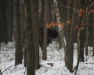 Волонтеры нашли пропавших зубров