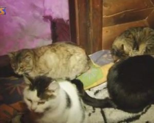 60 котів живуть на гірськолижному курорті