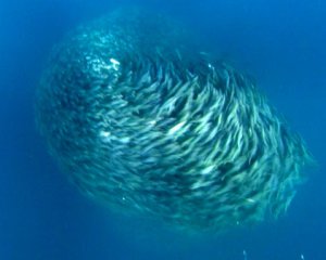Подводный мир: исследователи сняли на видео рыбное торнадо