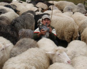 Діти лікують стрес катанням на вівцях