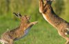 Мережу шокувало відео з агресивним зайцем, що атакував яструба