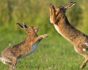 Мережу шокувало відео з агресивним зайцем, що атакував яструба