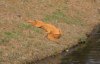 Аллигатора оранжевого цвета нашли в США