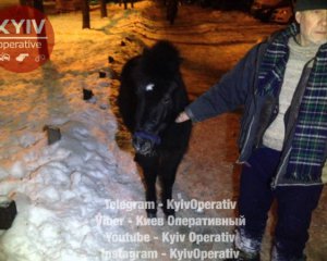 Патрульные 20 мин. искали коня в центре Киева