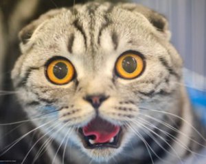 Кіт врятував господарів від отруєння газом