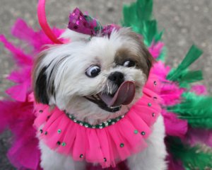 В Рио-де-Жанейро начинается "Собачий карнавал"