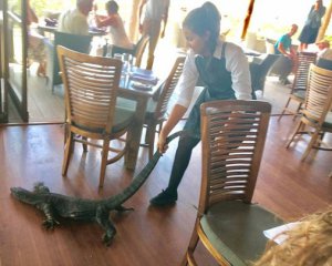 Офіціантка голими руками витягнула з ресторану велетенську ящірку