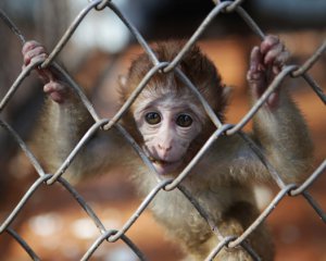 В зоопарке убили 57 обезьян