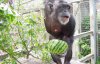 У шимпанзе вдруге в історії діагностували синдром Дауна