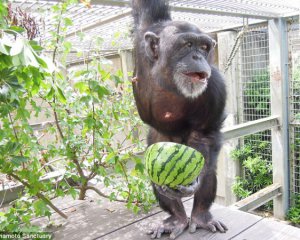 У шимпанзе во второй раз в истории диагностировали синдром Дауна