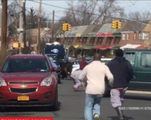 Бык сбежал со скотобойни и гулял по городу