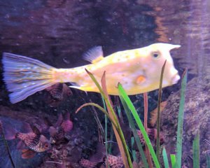 В аквариуме заметили похожую на Трампа рыбу