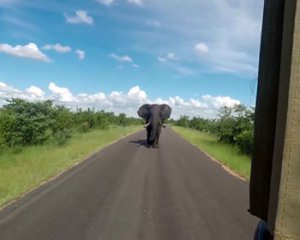 Слон несколько километров гнался за туристами