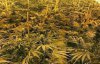 Велику плантацію коноплі знайшли у бомбосховищі