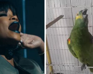 Попугай выучил песню Рианны и стал новой звездой Youtube