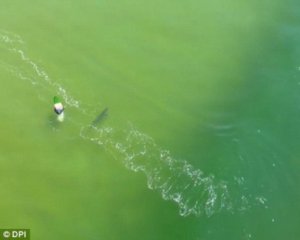 Акула проплыла в метре от серфера