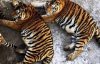 У зоопарку тигрів змушують скидати зайву вагу