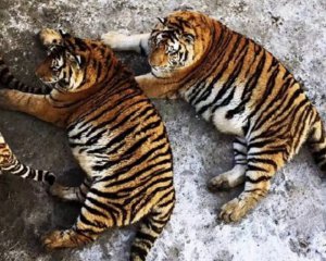 В зоопарке тигров заставляют сбрасывать лишний вес