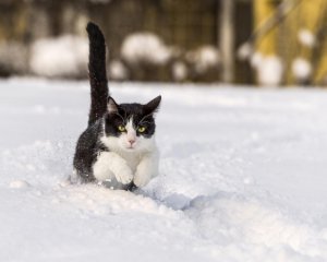 Волонтери вимагають створити Котяче містечко