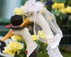 Мережу розвеселило весілля качок в американському дитсадку