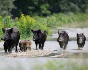 Ветеринари знайшли радіоактивних диких кабанів