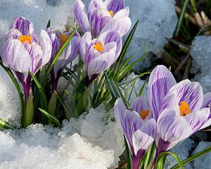 Як розпочнеться весна - синоптики дали прогноз на тиждень