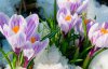 Красу несе: 5 віршів про весну
