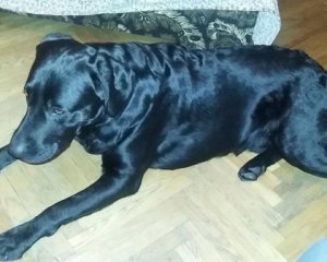 Загубився лабрадор, який 2 роки провів в АТО